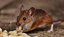 24 Hour & Emergency Exterminators in Counselor, NM